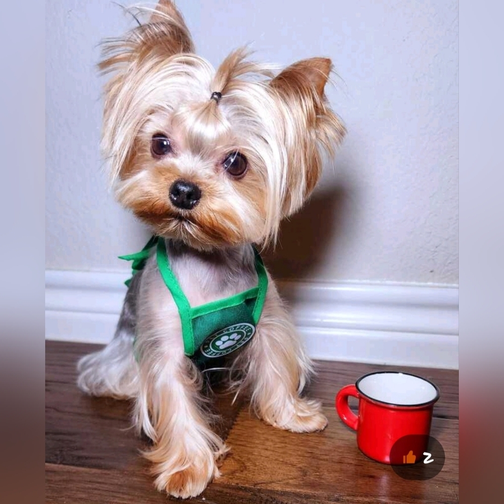 New Dog/Cat Pet Barrista Coffee/Tea Apron Outfit Size M